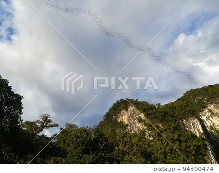 マレーシア・ボルネオ島・グヌンムル国立公園の洞窟から飛び立つコウモリの群れ マレーシア・ボルネオ島・グヌンムル国立公園の洞窟から飛び立つコウモリの群れ 94300474
