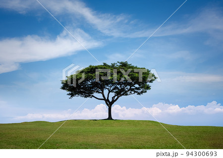 big tree isolated on grass hill with blue sky 94300693