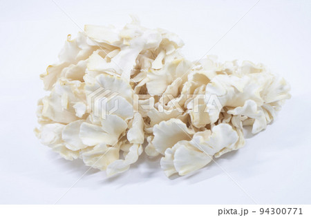 シロマイタケ 94300771