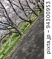 桜道 94300953
