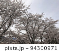 桜と空 94300971