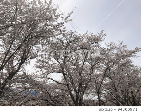 桜と空 桜と空 94300971