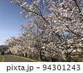満開の桜並木 94301243