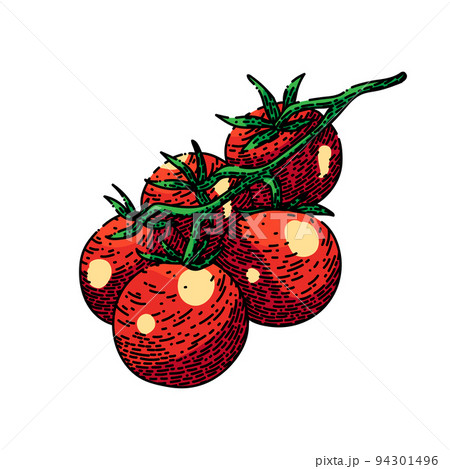 cherry tomato sketch