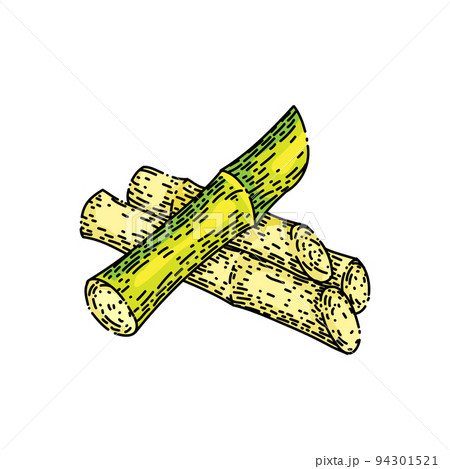 Hand Drawn Sugar Cane. Sketch Leaves and Canes, Natural Organic Sugar  Plantation, Vintage Sugarcane Plant Stock Vector - Illustration of icon,  growth: 151966159