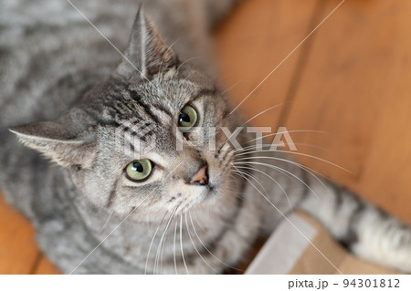 見つめる猫　サバトラ猫 94301812