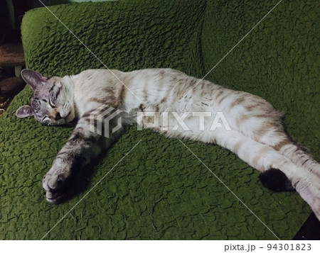 ソファで寝る猫 ソファで寝る猫 94301823