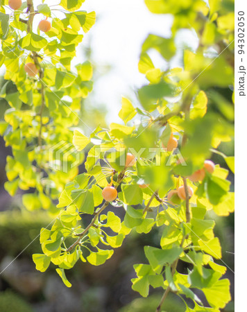 イチョウの実 銀杏 イチョウの実 銀杏 94302050