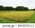 日本の田園風景　倒れた稲 94303511