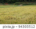 日本の田園風景　倒れた稲 94303512