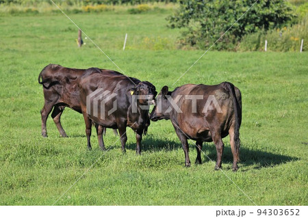 牧場の風景・和牛 牧場の風景・和牛 94303652