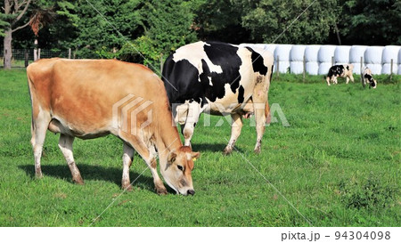 牧場の風景・ジャージー牛・ホルスタイン牛 牧場の風景・ジャージー牛・ホルスタイン牛 94304098