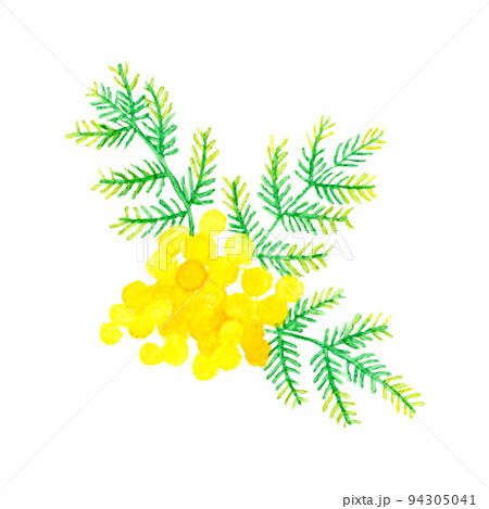 ミモザ（フサアカシア）のカットイラスト　春の花の手描き水彩イラスト素材 94305041