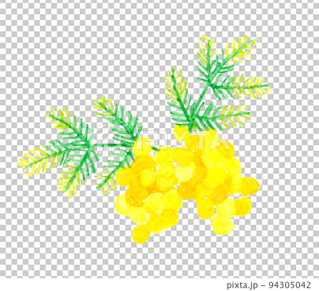 Mimosa (silver acacia) cartoon Spring flower hand-drawn watercolor illustration material Mimosa (silver acacia) cartoon Spring flower hand-drawn watercolor illustration material 94305042