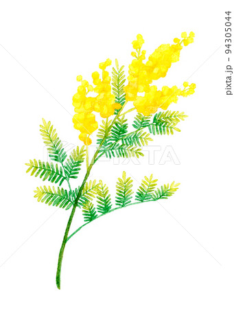 ミモザ(フサアカシア)のカットイラスト 春の花の手描き水彩イラスト素材 ミモザ(フサアカシア)のカットイラスト 春の花の手描き水彩イラスト素材 94305044
