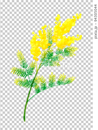ミモザ(フサアカシア)のカットイラスト 春の花の手描き水彩イラスト素材 ミモザ(フサアカシア)のカットイラスト 春の花の手描き水彩イラスト素材 94305044