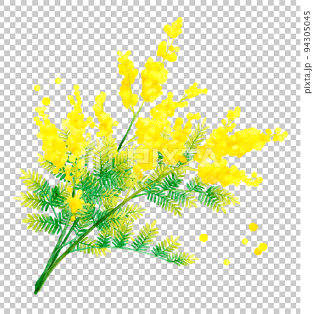含羞草（銀相思）卡通春花手繪水彩插圖素材 94305045