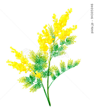 ミモザ(フサアカシア)のカットイラスト 春の花の手描き水彩イラスト素材 ミモザ(フサアカシア)のカットイラスト 春の花の手描き水彩イラスト素材 94305046