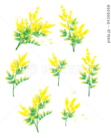 ミモザ（フサアカシア）のイラストセット　春の花の手描き水彩イラスト素材集 94306368