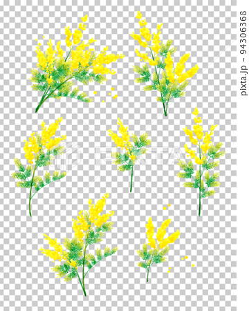 ミモザ（フサアカシア）のイラストセット　春の花の手描き水彩イラスト素材集 94306368