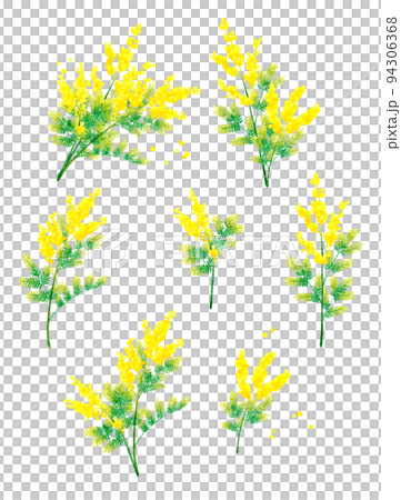 Illustration set of mimosa (silver acacia) Spring flower hand-painted watercolor illustration material collection 94306368