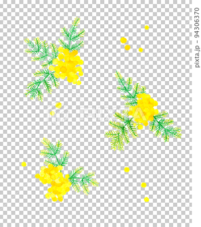含羞草（銀相思）春花手繪水彩插圖素材集 94306370