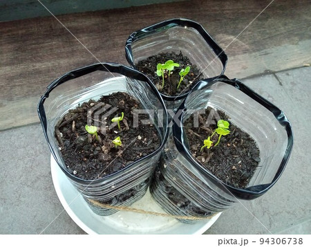 ペットボトル大根の芽が出たところ ペットボトル大根の芽が出たところ 94306738