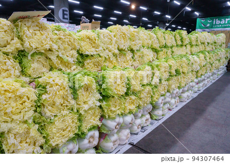 青果市場に並ぶたくさんの山東菜 94307464
