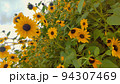 ハイジの村に咲いていた花 94307469
