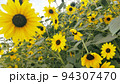 ハイジの村に咲いていた花 94307470
