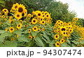 ハイジの村に咲いていた花 94307474