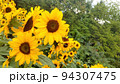 ハイジの村に咲いていた花 94307475