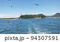 沼津の海とカモメたち 94307591