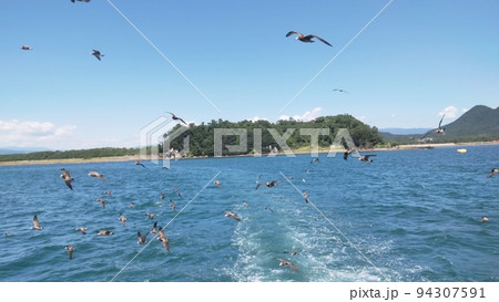 沼津の海とカモメたち 94307591