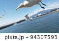 沼津港で飛んでいるカモメ 94307593