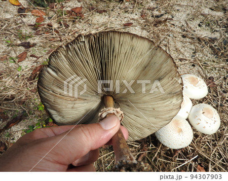 オオシロカラカサタケの傘の裏側 94307903