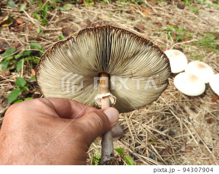 オオシロカラカサタケの傘の裏側 94307904