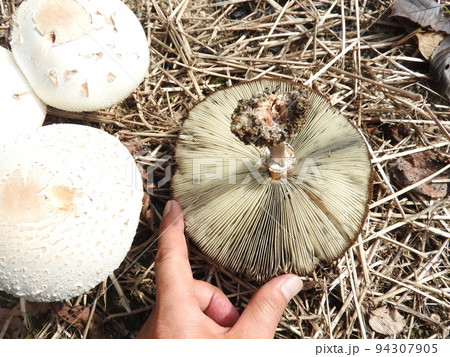 オオシロカラカサタケの傘の裏側 94307905