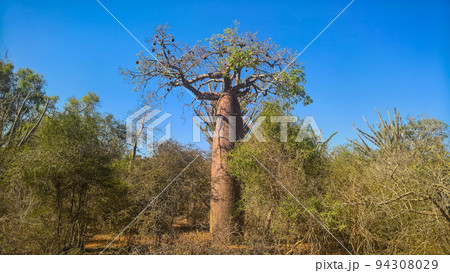Landscape with Adansonia rubrostipa aka fony baobab tree in Reniala reserve , Toliara, Madagascar 94308029