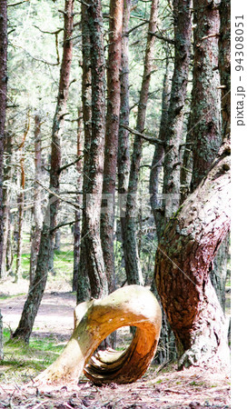 Dancing forest, Curonian spit, Russia Dancing forest, Curonian spit, Russia 94308051