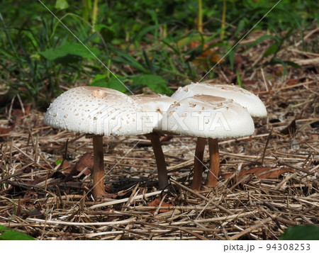 オオシロカラカサタケ 94308253
