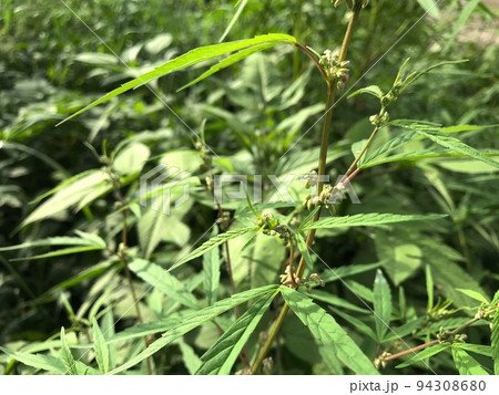 成長する美しい大麻草の茎や枝。ボケ味あるバックグラウンド。large amount of wild 成長する美しい大麻草の茎や枝。ボケ味あるバックグラウンド。large amount of wild 94308680