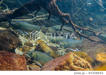 然別湖のミヤベイワナ 94308693
