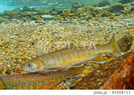 然別湖のミヤベイワナ 94308711