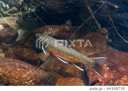 然別湖のミヤベイワナ 94308730