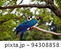 ルリコンゴウインコ　 94308858