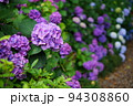 紫陽花 94308860