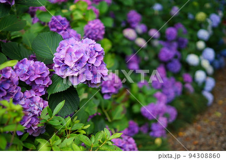 紫陽花 紫陽花 94308860