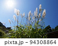 光るすすき 94308864