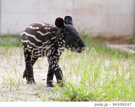 ゆっくり歩くマレーバクの赤ちゃん 94309247